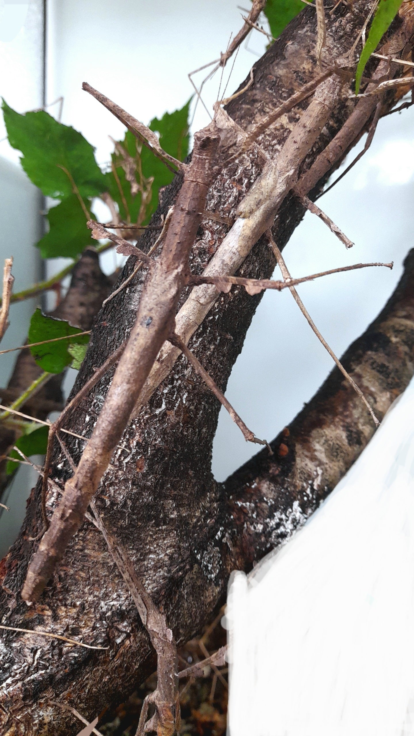Onchestus rentzi Lots de 4