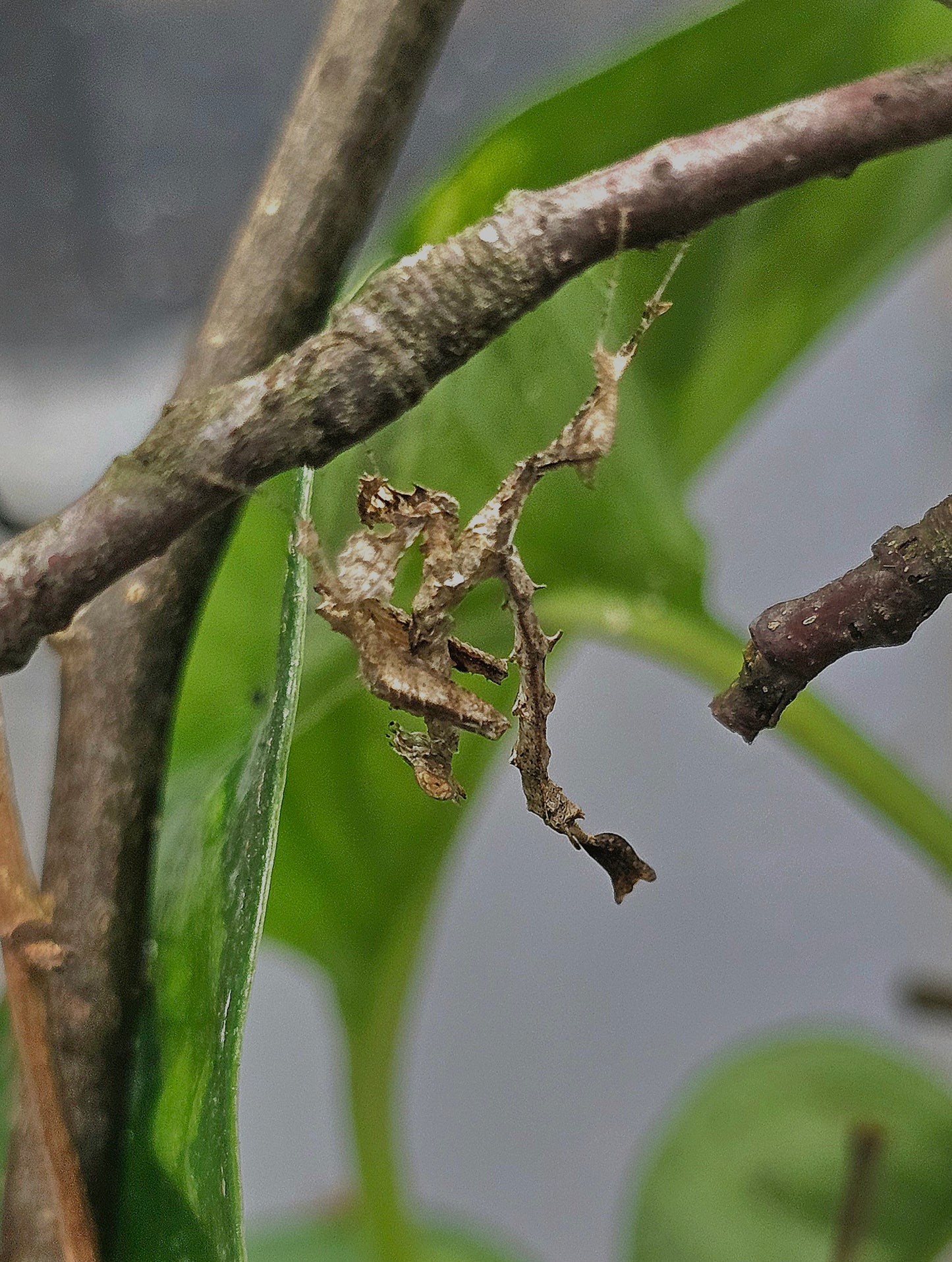 Stenophylla lobivertex