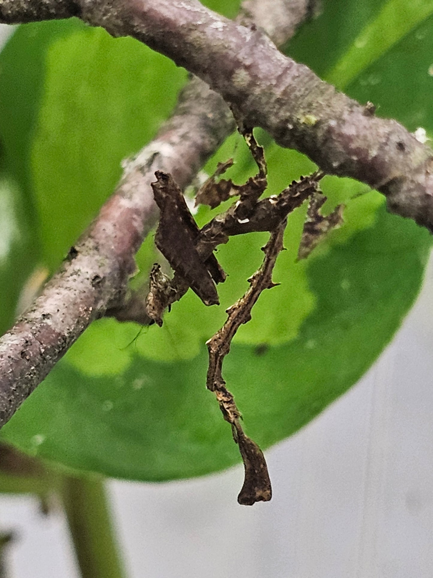 Stenophylla lobivertex