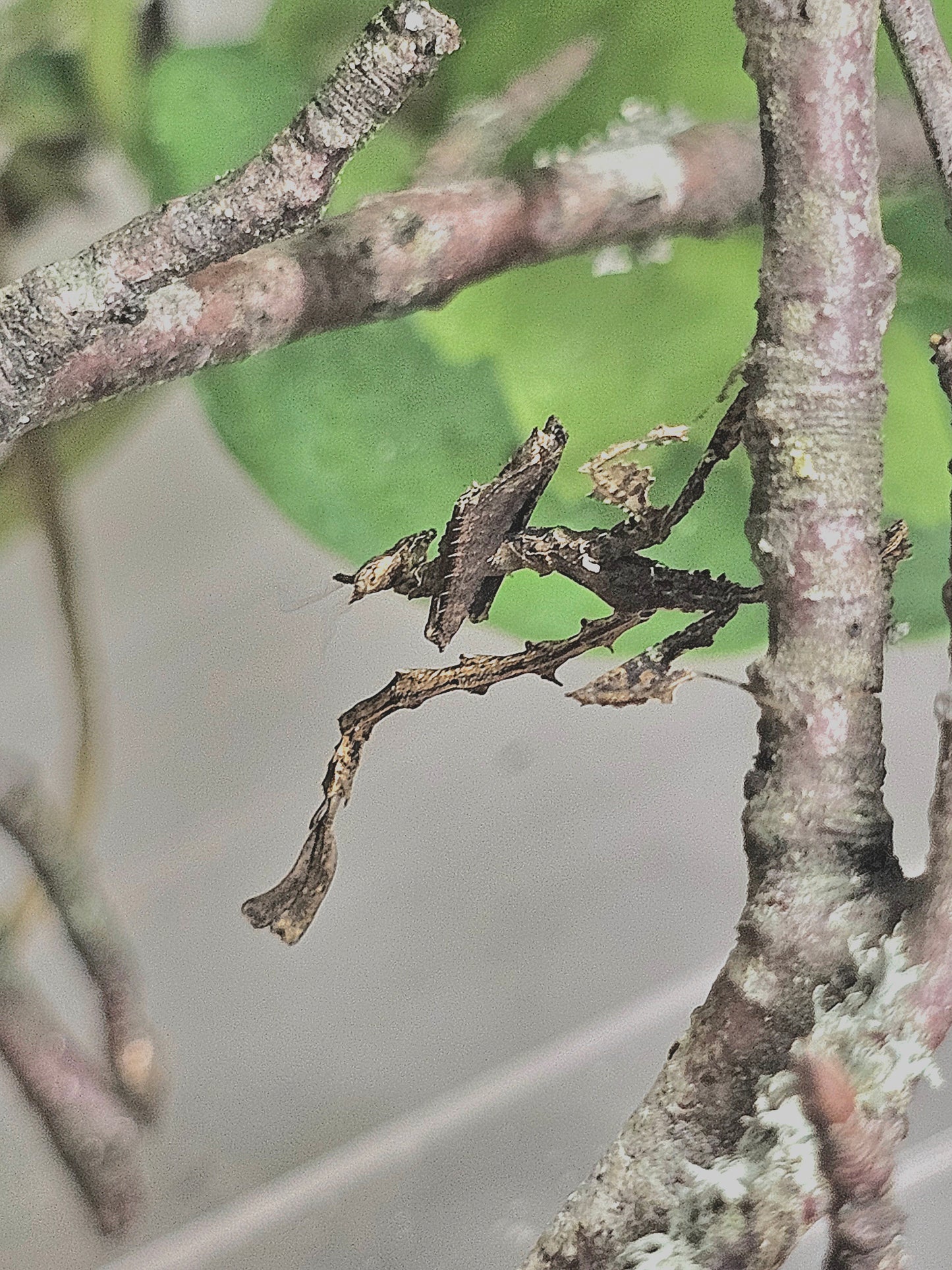 Stenophylla lobivertex