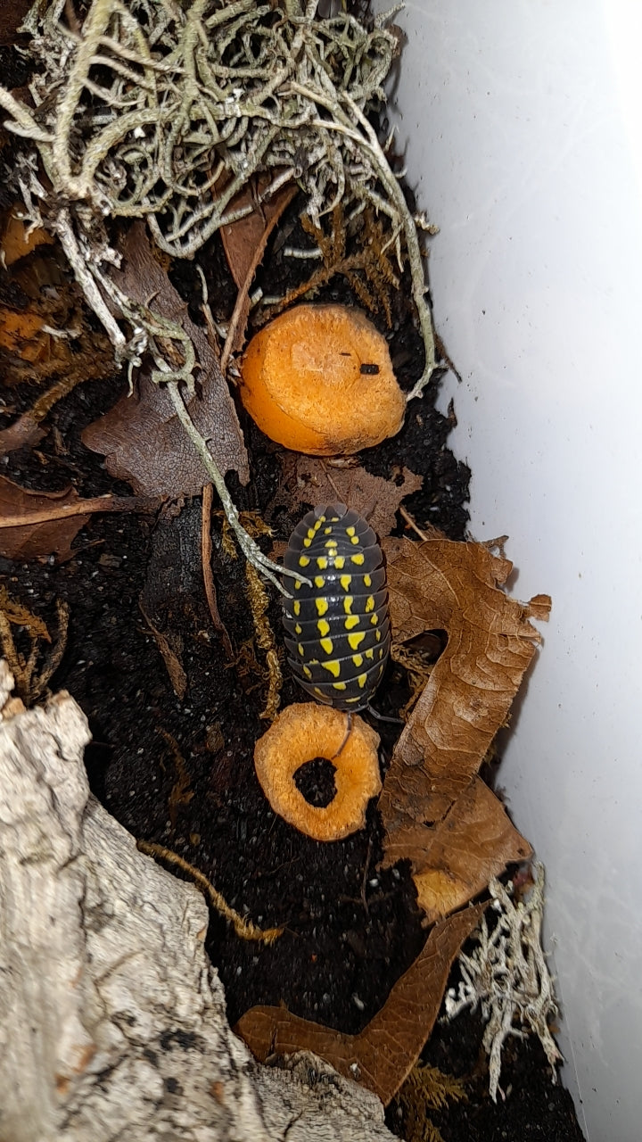 Armadillidium gestroi Lots de 5