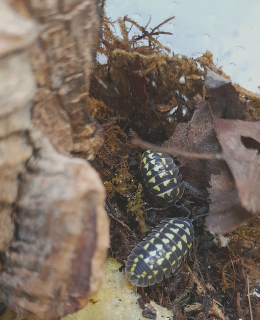 Armadillidium gestroi Lots de 5