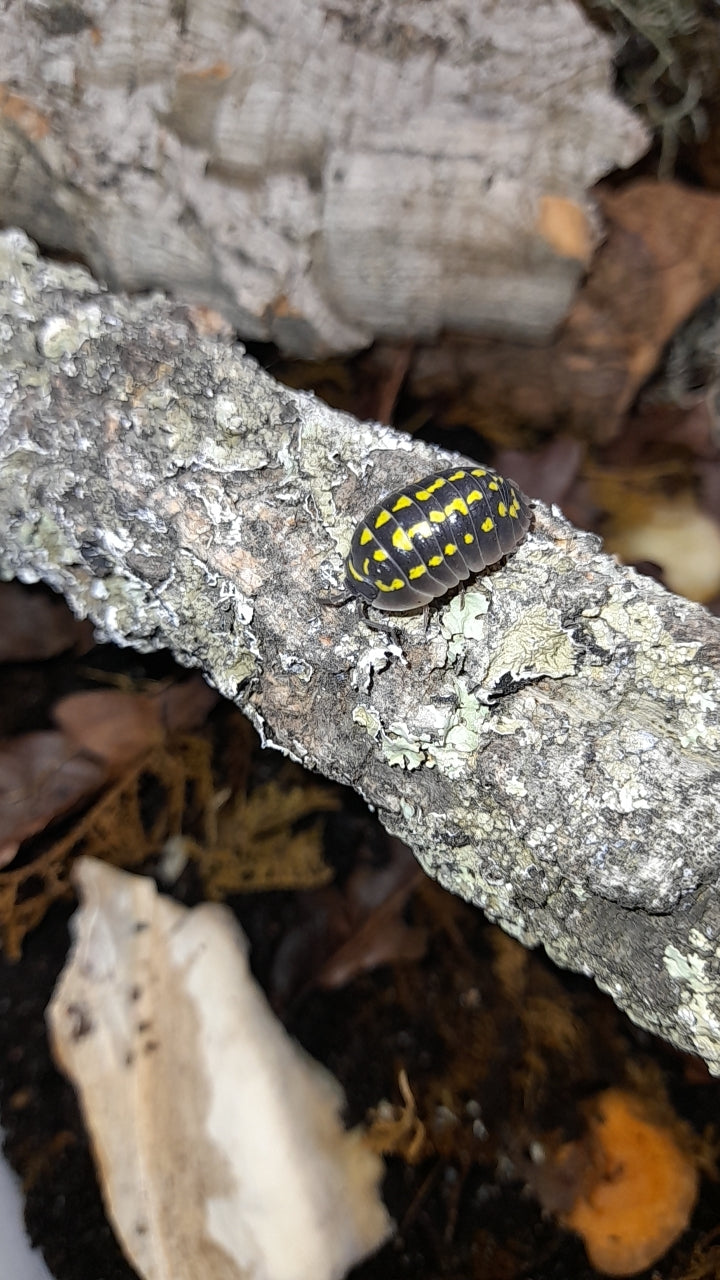 Armadillidium gestroi Lots de 5