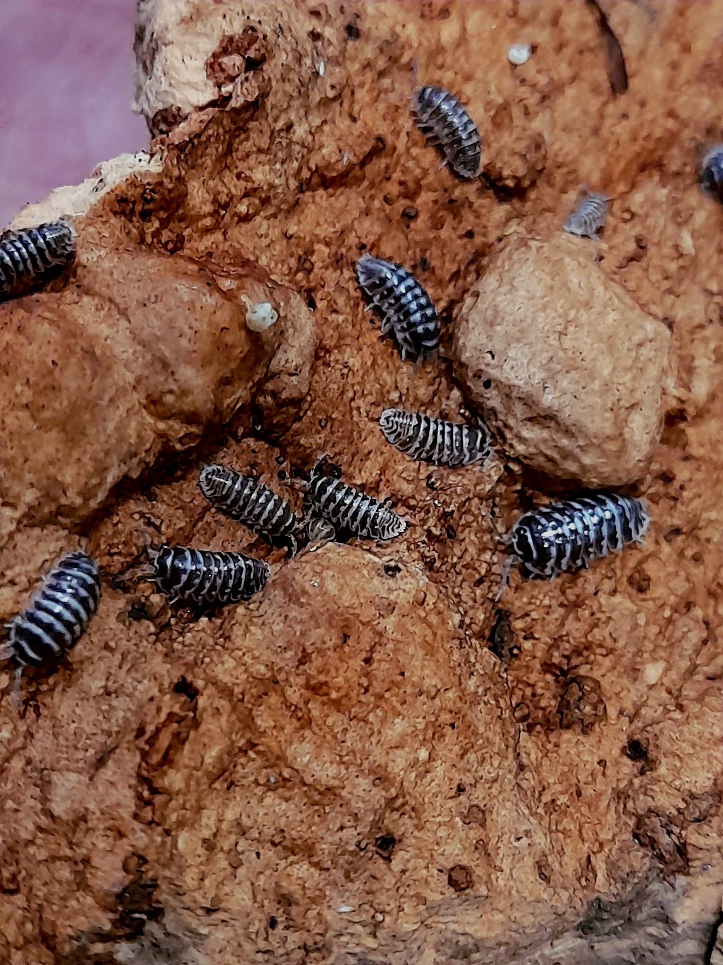 Armadillidium maculatum "Zebra" Lots de 5