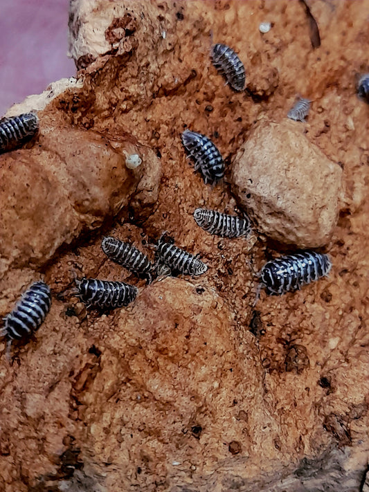 Armadillidium maculatum "Zebra" Lots de 5