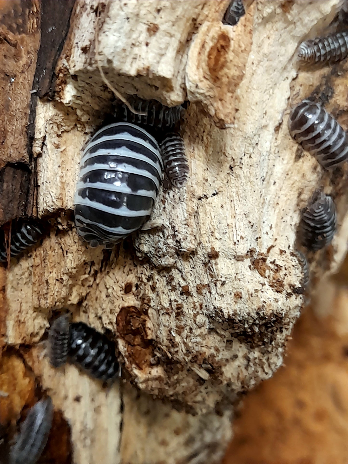 Armadillidium maculatum "Zebra" Lots de 5