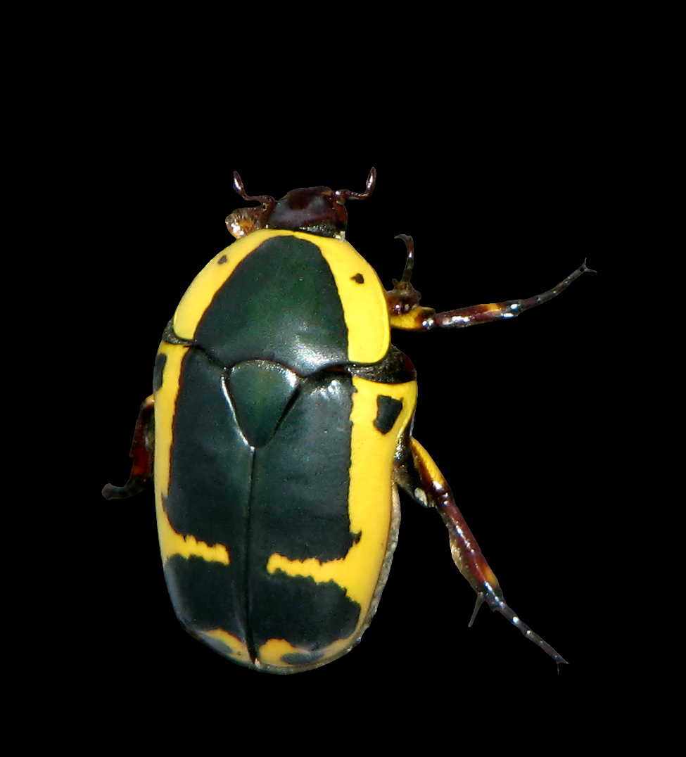 Pachnoda sinuata flaviventris