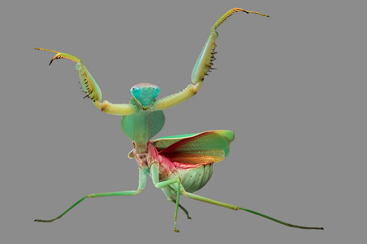 Rhombodera stalli