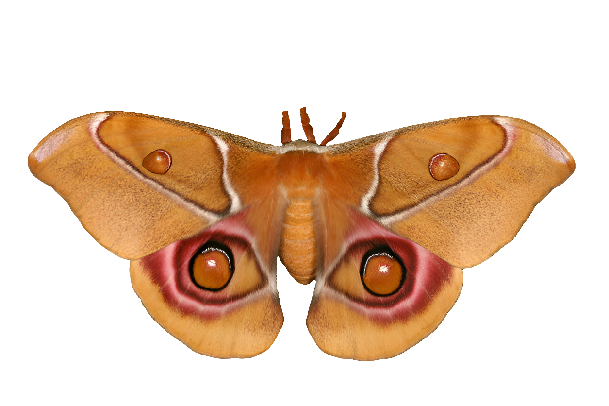 Antherina suraka