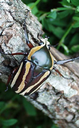 Dicronorhina derbyana conradsi
