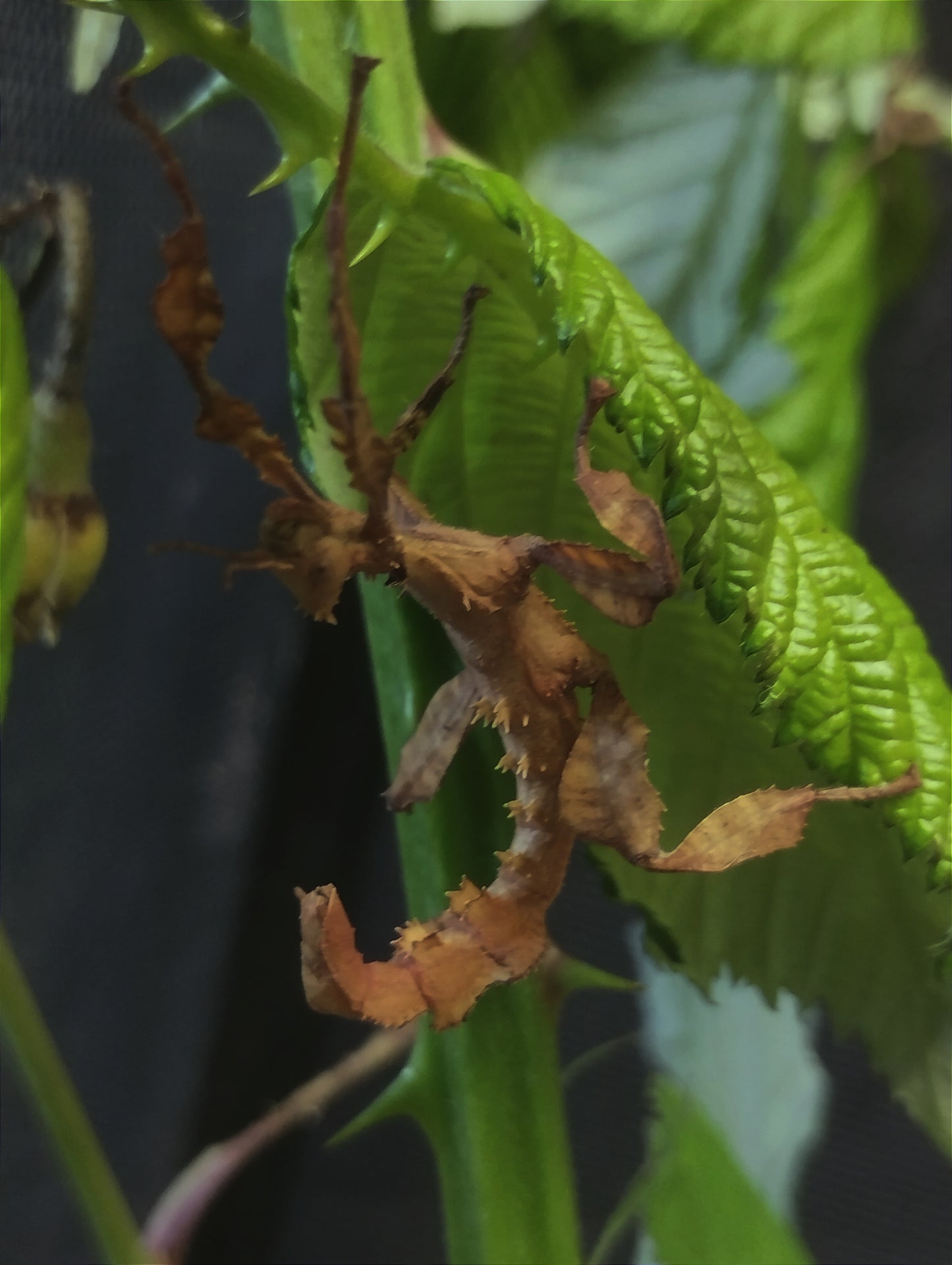 Extatosoma tiaratum Phasme scorpion