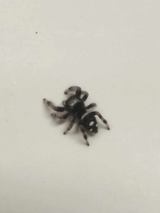 Phidippus regius Florida