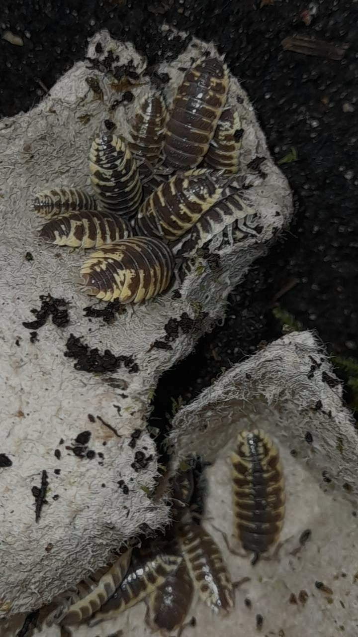 Porcellio ornatus "Yellow" Lots de 5