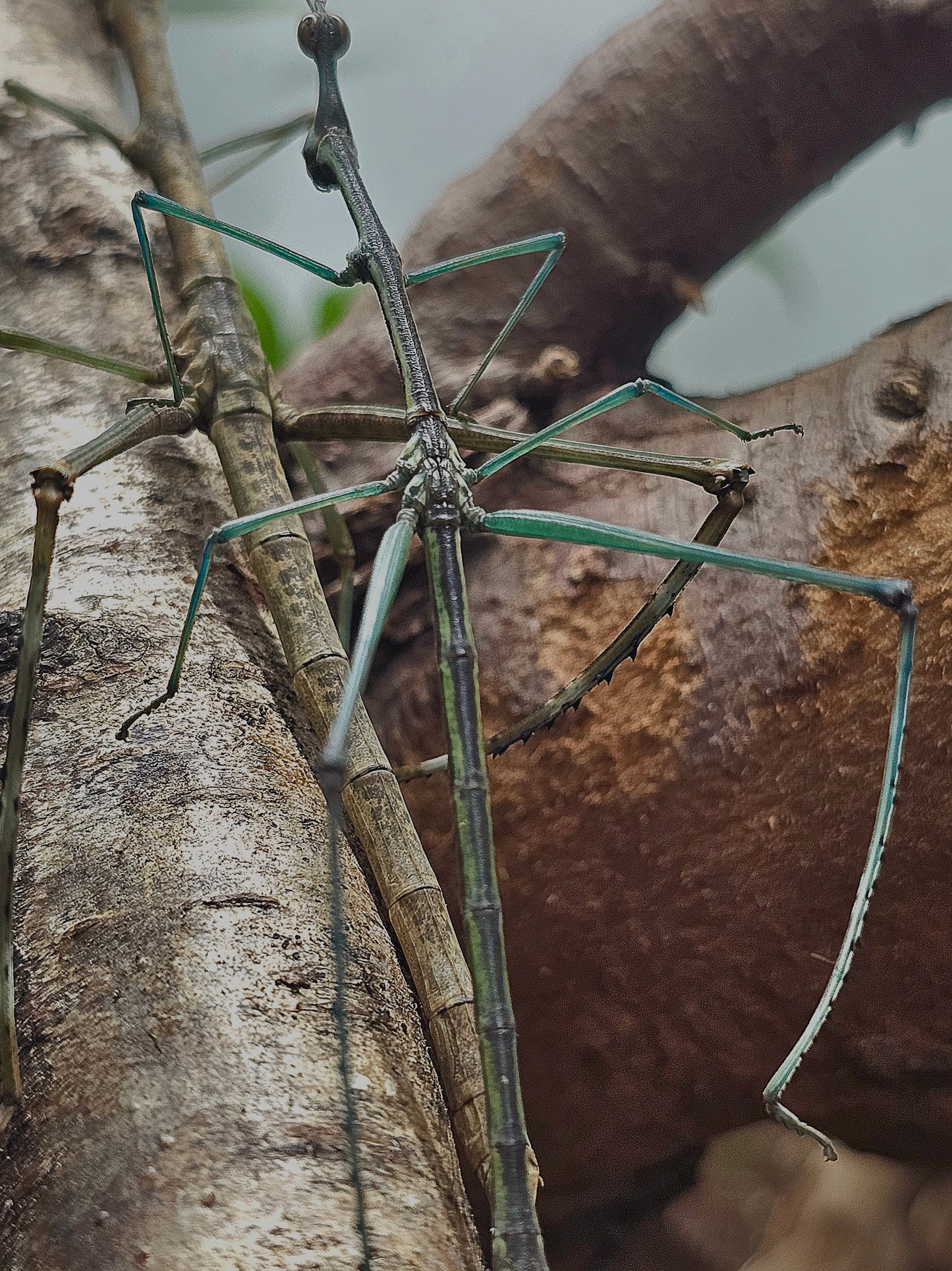 Pseudoproscopia scabra couple Sub