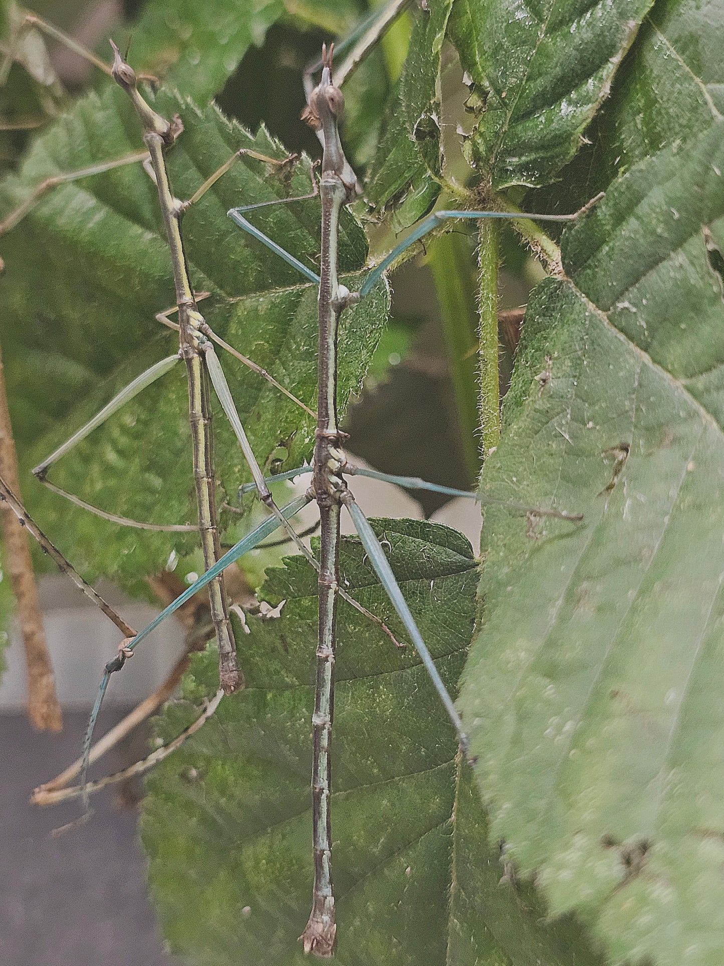 Pseudoproscopia scabra couple Sub