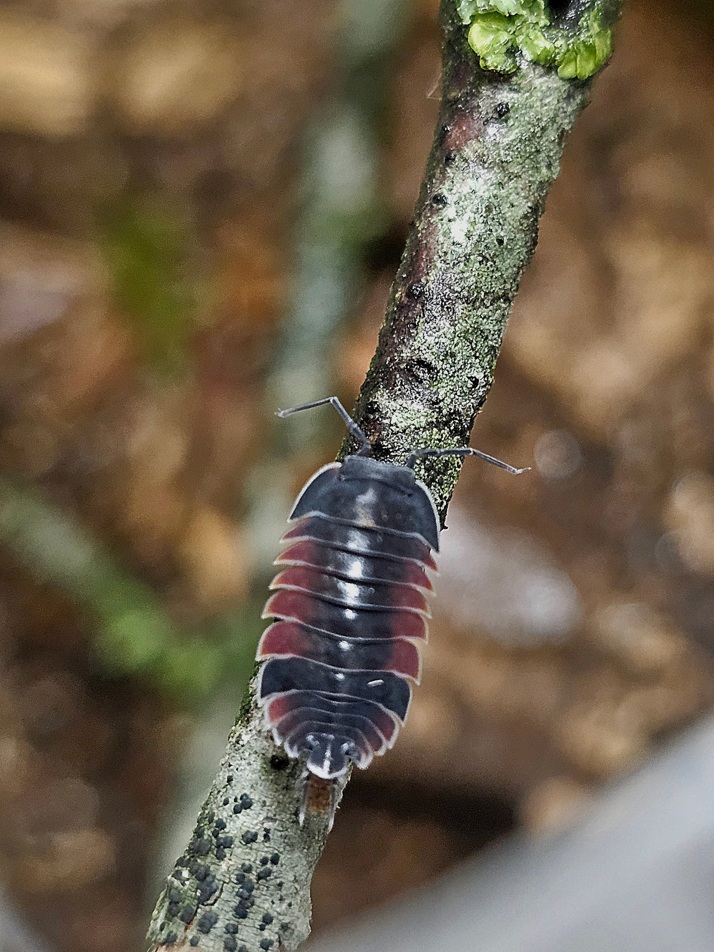 Merulanella sp lava