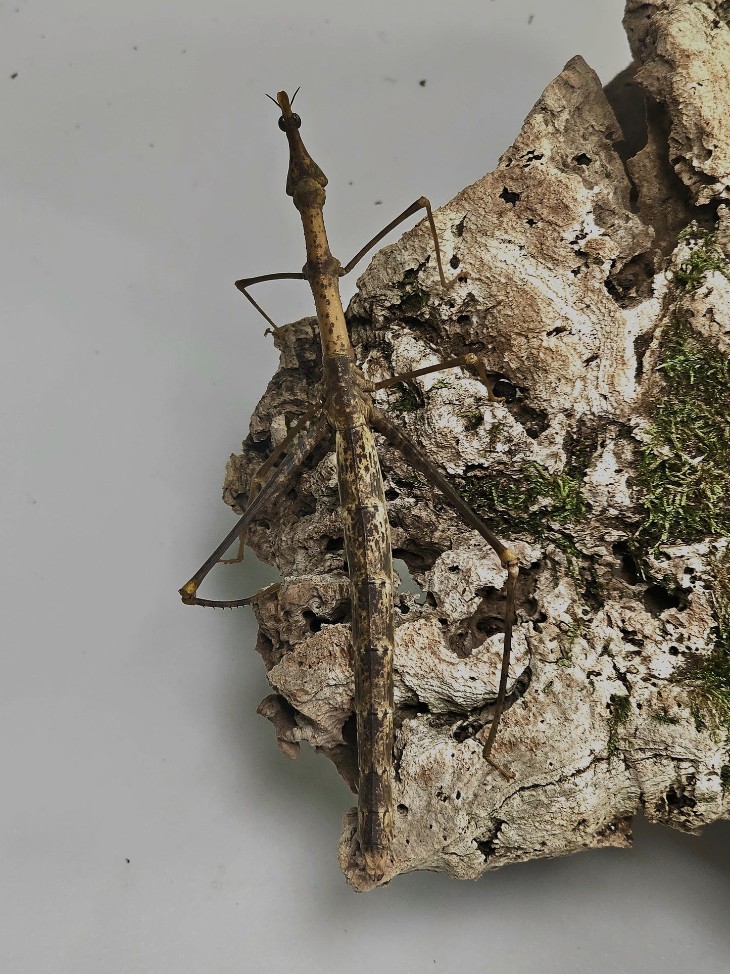 Pseudoproscopia latirostris Lots de 4