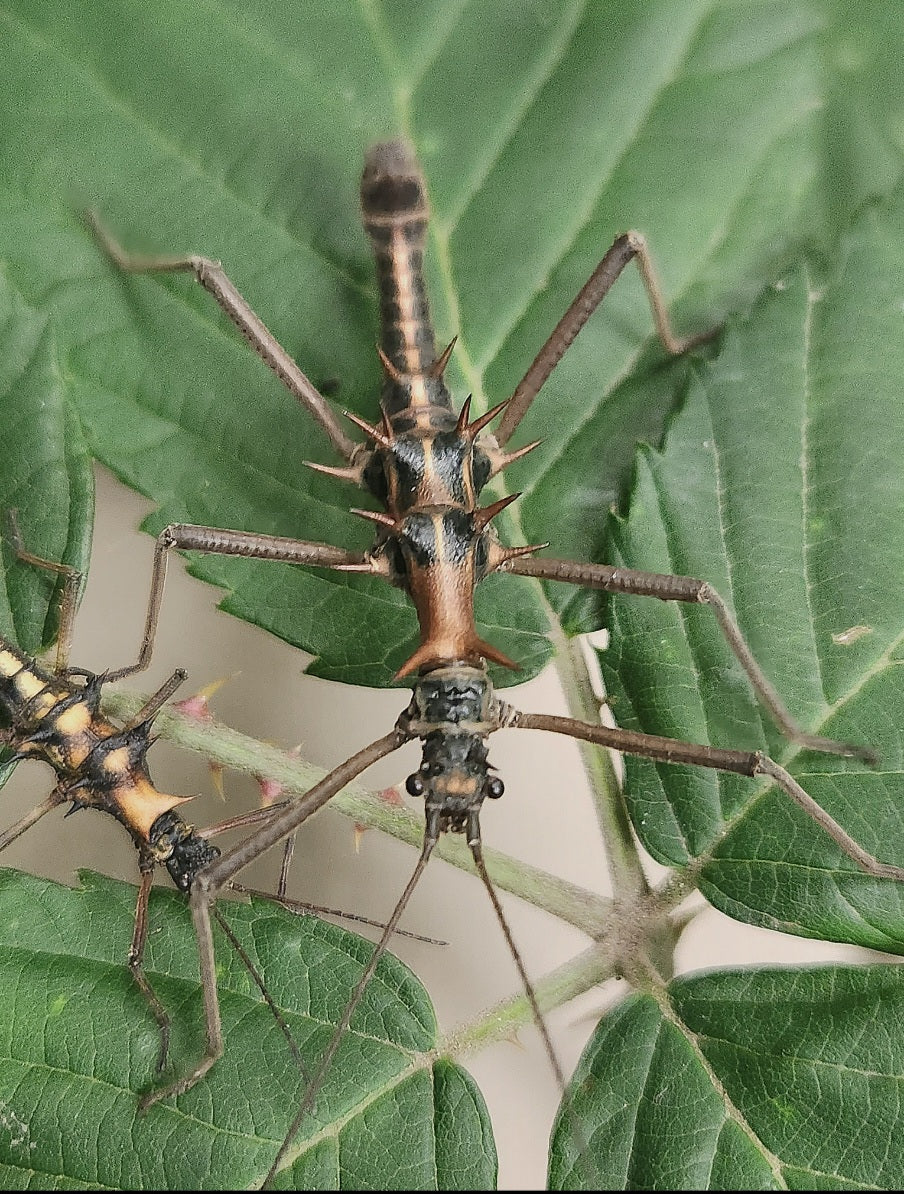 Epidares nolimetangere Lots de 4