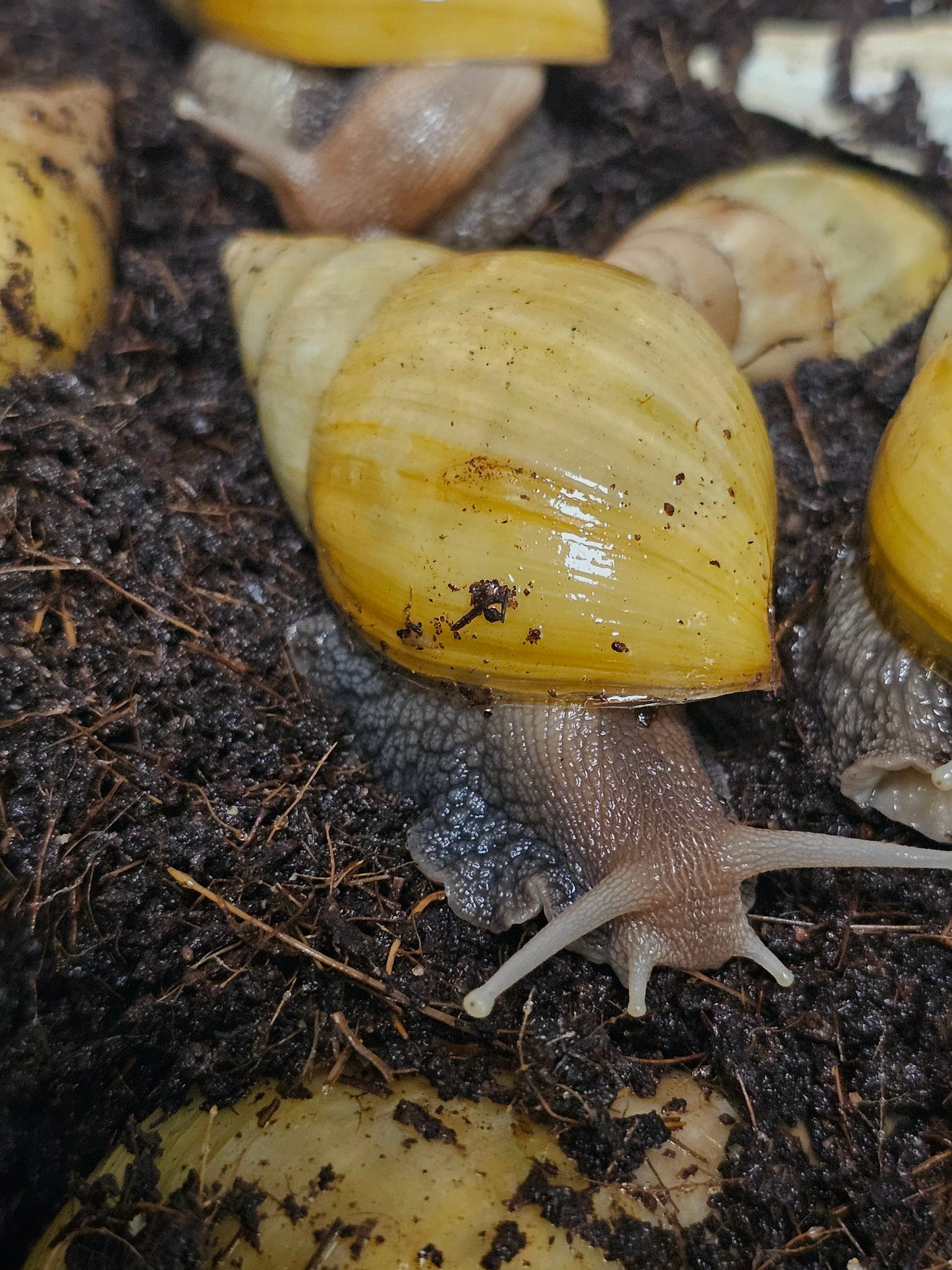 Lissachatina fulica rodatzi