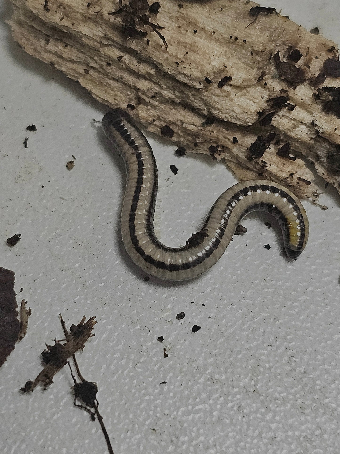 Spirostreptus sp Maui