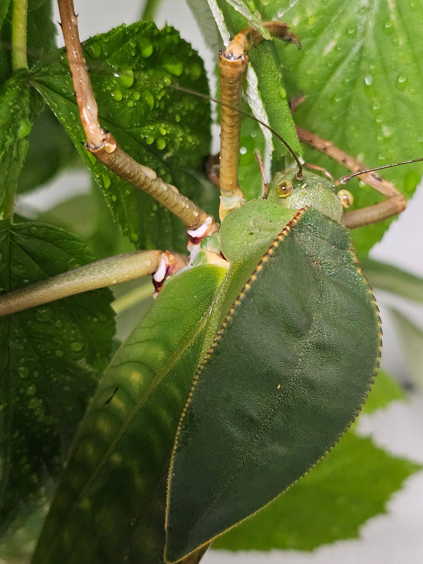 Siliquofera grandis