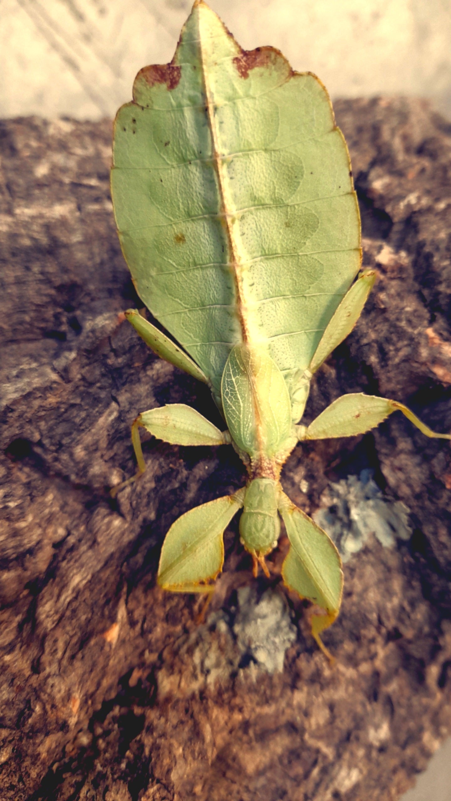 Phyllium philippinicum Lots de 4