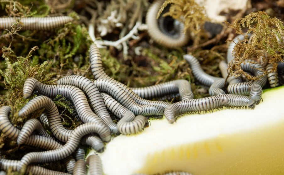 Ommatoiulus rutilans