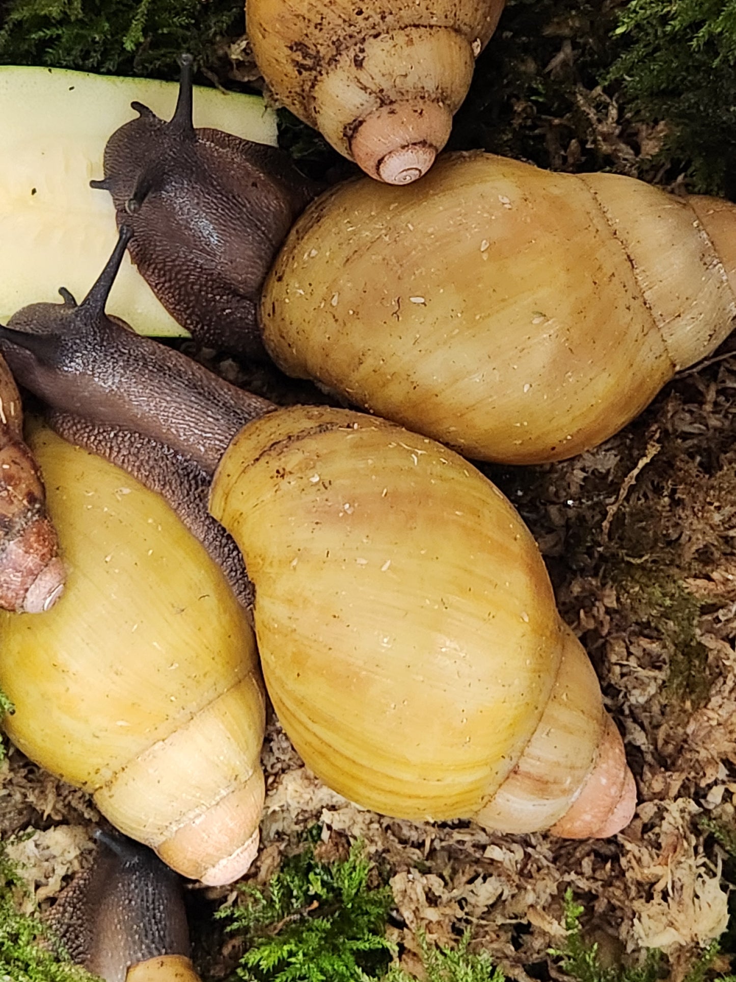 Archachatina marginata grevillei
