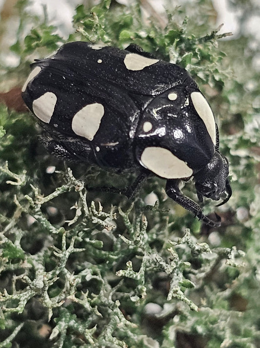 Mausoleopsis amabilis