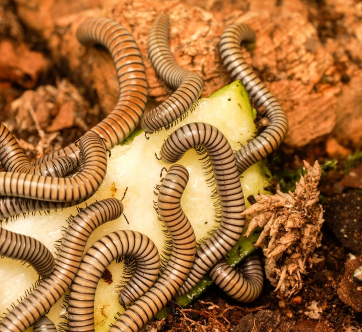 Ommatoiulus rutilans