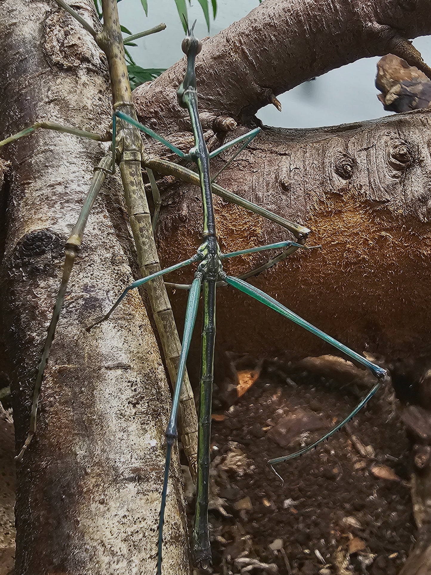Pseudoproscopia scabra couple Sub