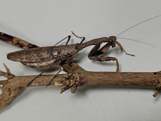 Polyspilota cf aeruginosa couple Sub adulte
