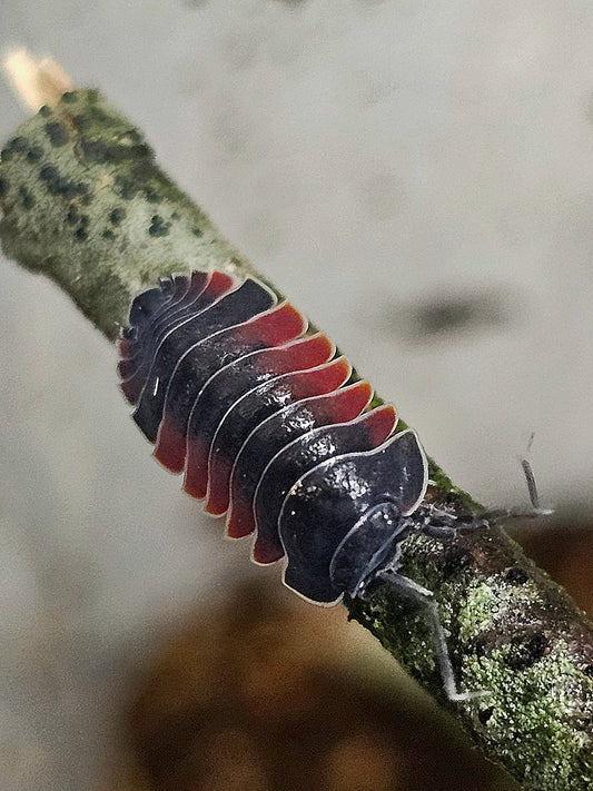 Merulanella sp lava