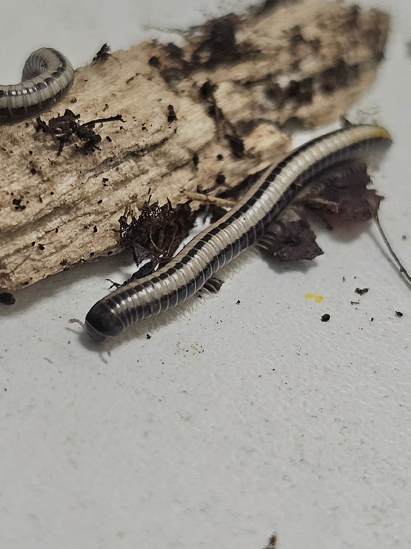 Spirostreptus sp Maui