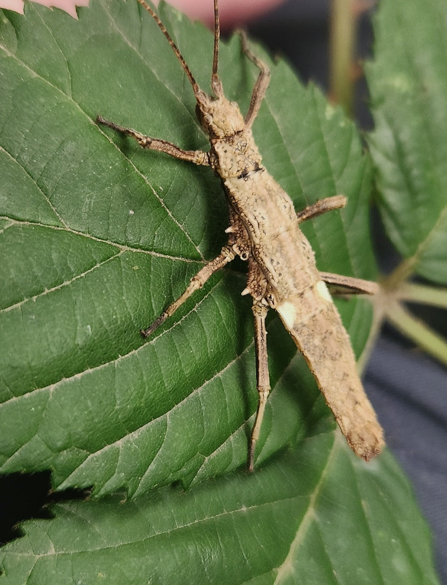 DARES PHILIPPINENSIS