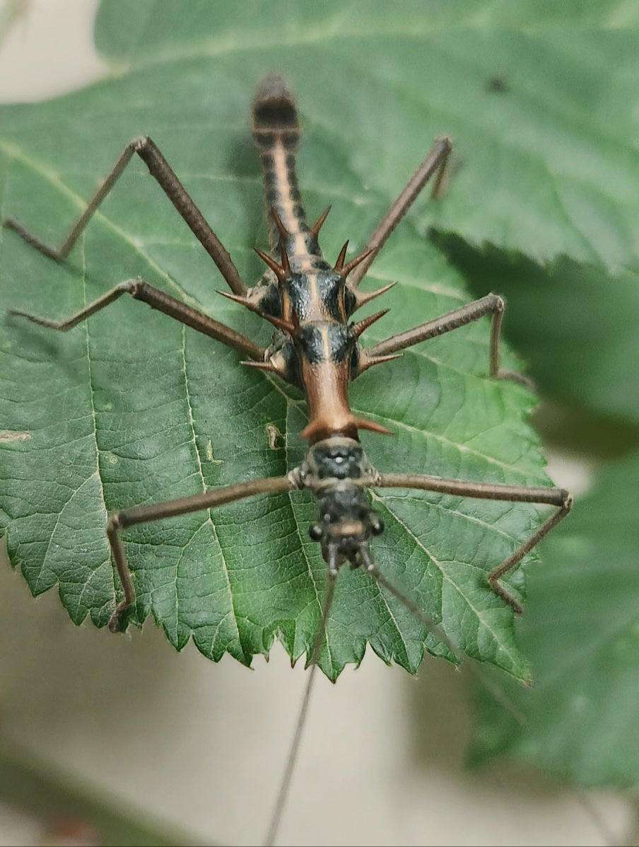 Epidares nolimetangere Lots de 4