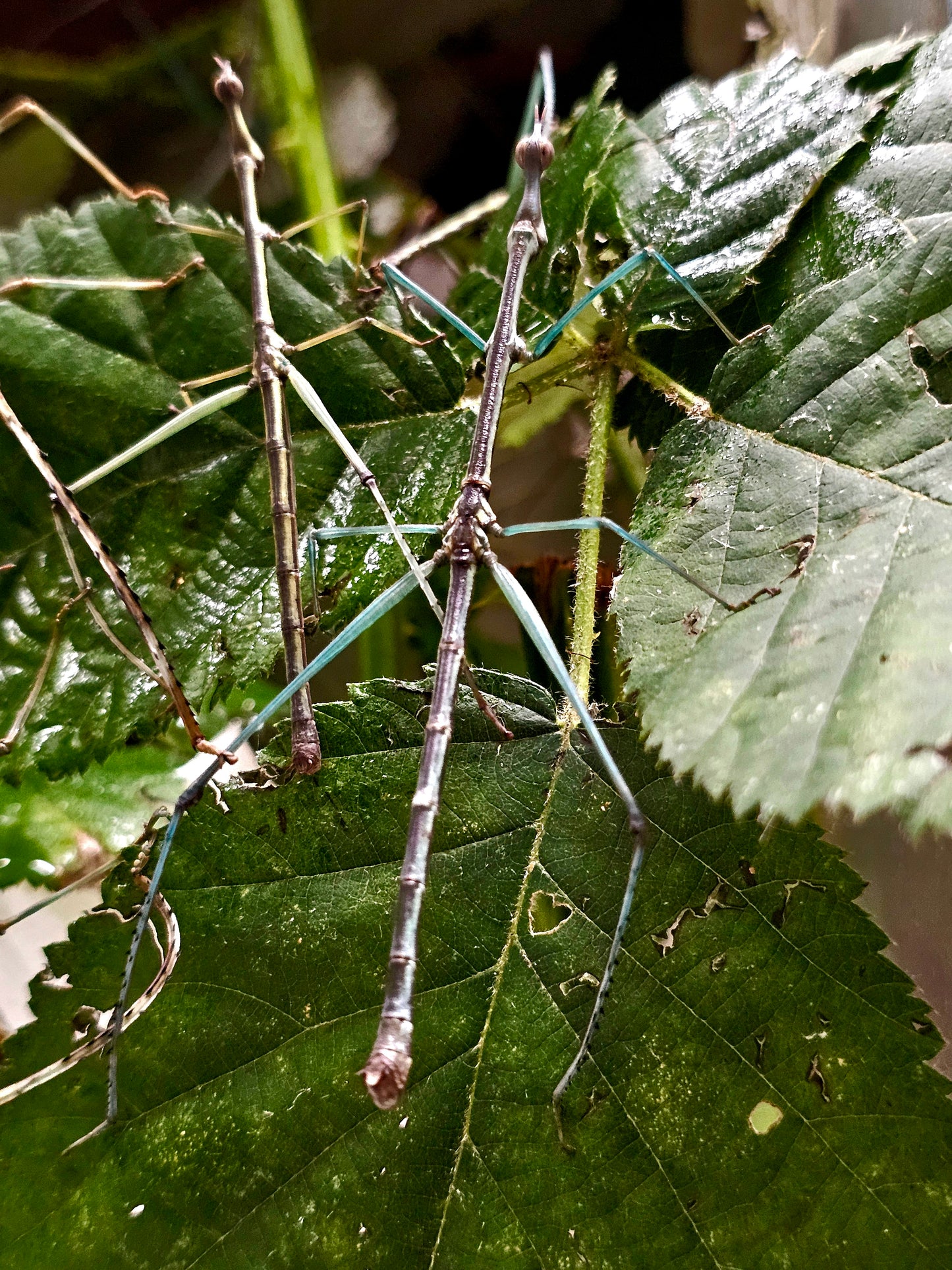 Pseudoproscopia scabra couple Sub