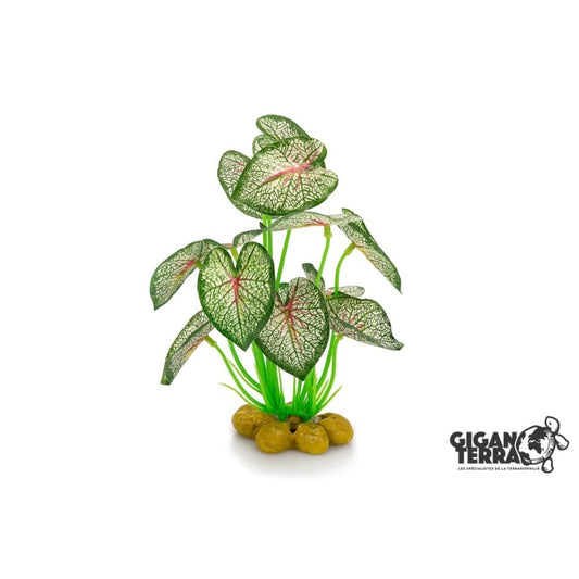 Plante sur pied