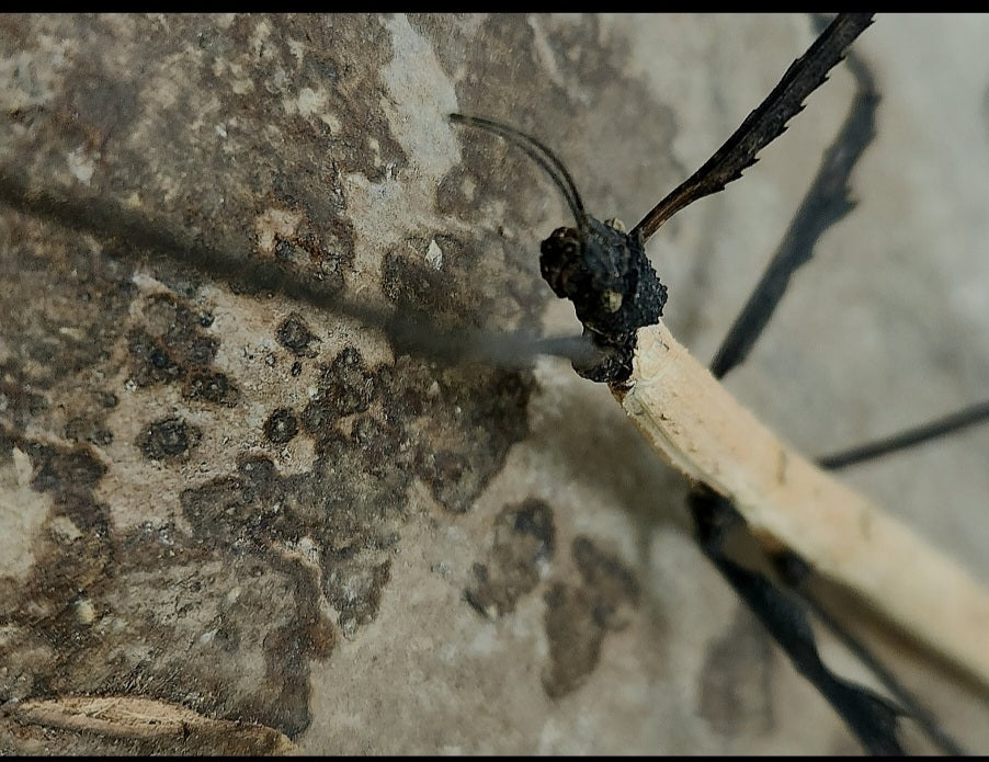 Lobofemora scheirei couple adulte