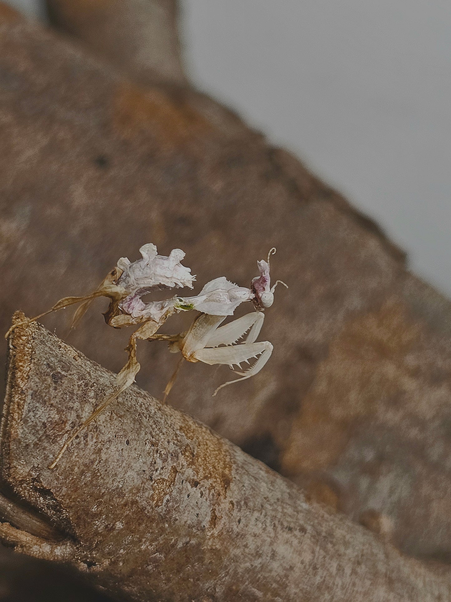 Idolomantis diabolica