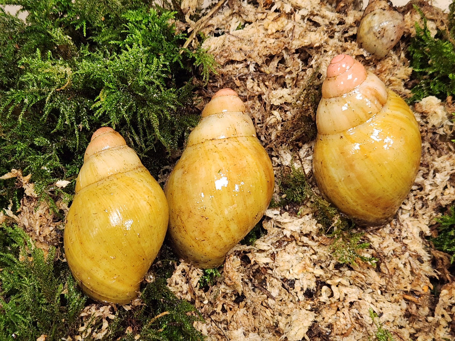 Archachatina marginata grevillei