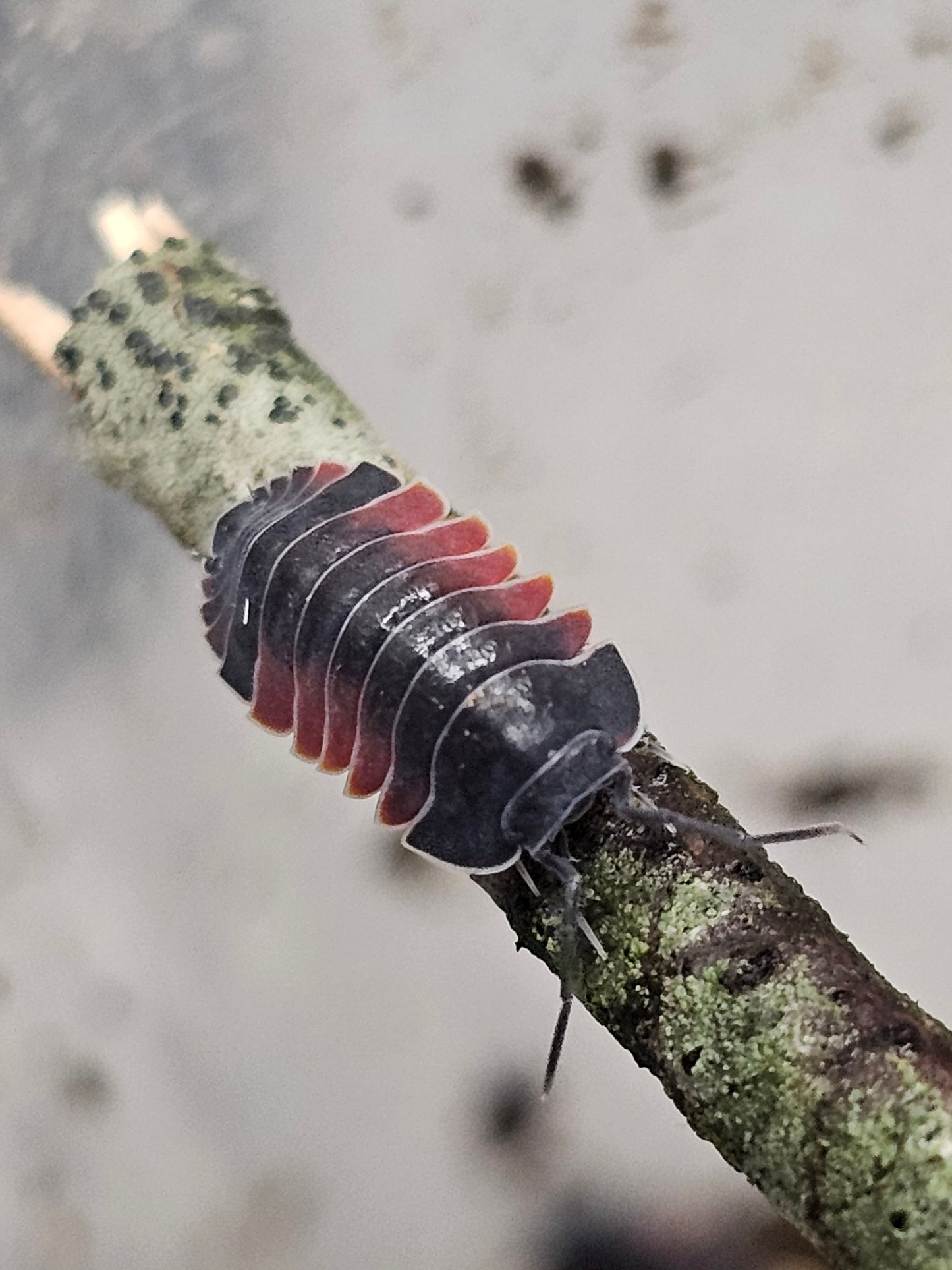 Merulanella sp lava