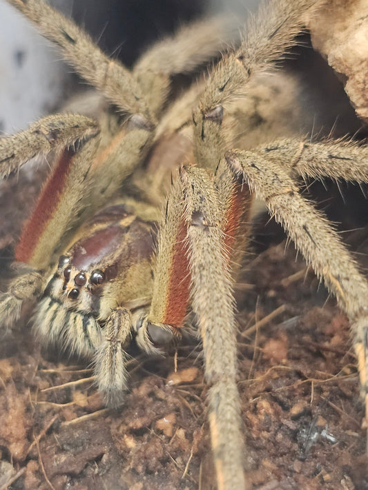 Cupiennius coccineus