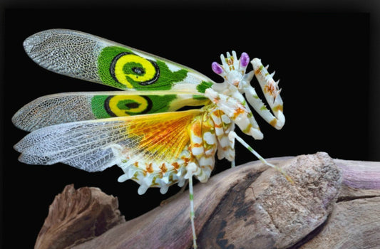 Pseudocreobotra wahlbergii