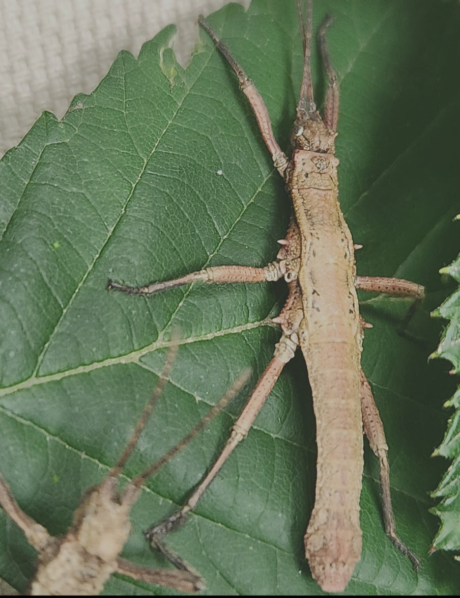 DARES PHILIPPINENSIS