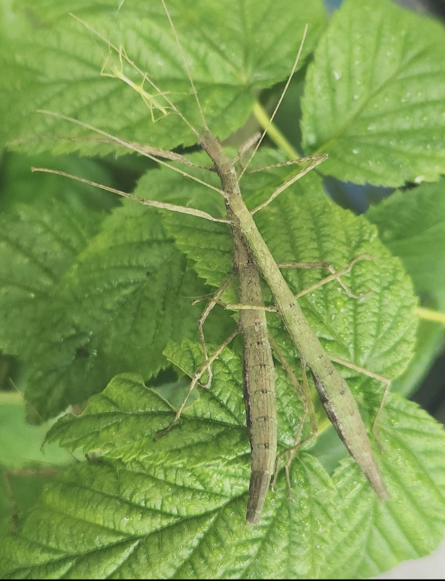 Libethra stigiventris lots de 4