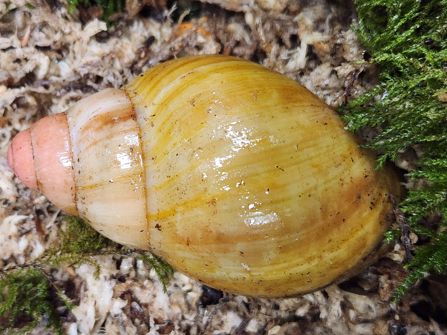 Archachatina marginata grevillei