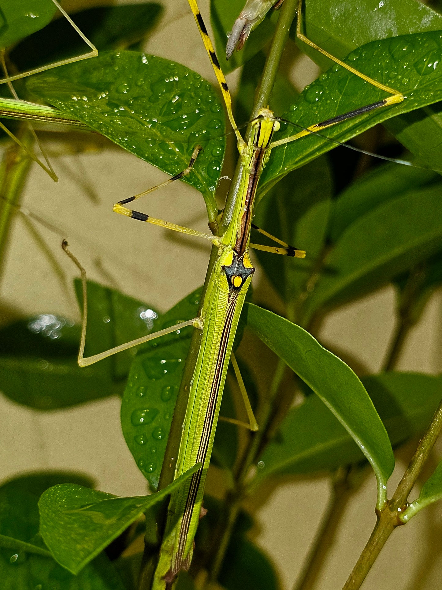 Necroscia annulipes lots de 4