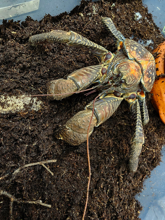 Birgus latro ( Crabe des cocotiers )