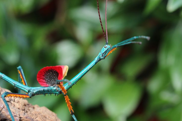 Archioptera manga Lots de 15 œufs